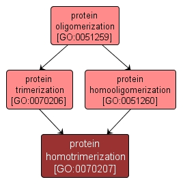 GO:0070207 - protein homotrimerization (interactive image map)