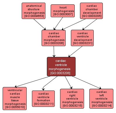 GO:0003208 - cardiac ventricle morphogenesis (interactive image map)