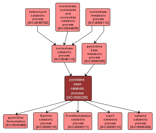 GO:0006208 - pyrimidine base catabolic process (interactive image map)