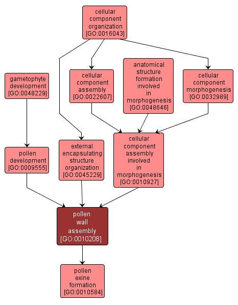GO:0010208 - pollen wall assembly (interactive image map)