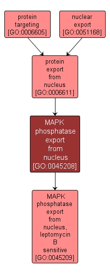 GO:0045208 - MAPK phosphatase export from nucleus (interactive image map)