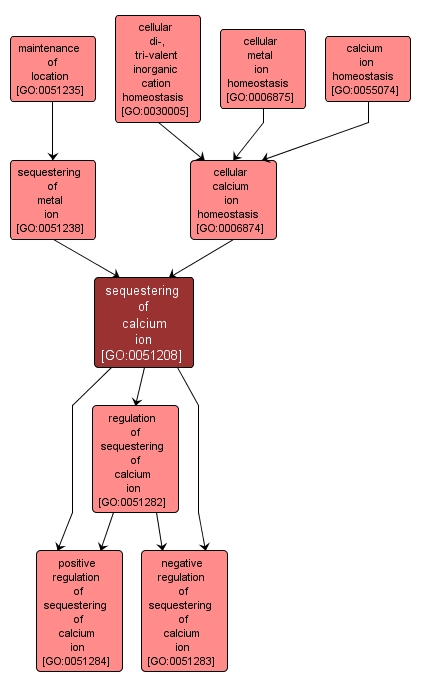 GO:0051208 - sequestering of calcium ion (interactive image map)