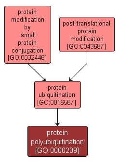 GO:0000209 - protein polyubiquitination (interactive image map)