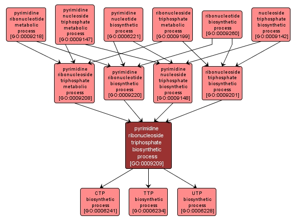 GO:0009209 - pyrimidine ribonucleoside triphosphate biosynthetic process (interactive image map)