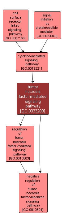 GO:0033209 - tumor necrosis factor-mediated signaling pathway (interactive image map)
