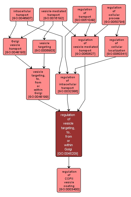 GO:0048209 - regulation of vesicle targeting, to, from or within Golgi (interactive image map)