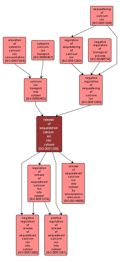 GO:0051209 - release of sequestered calcium ion into cytosol (interactive image map)