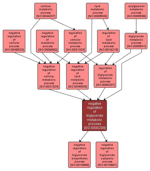 GO:0090209 - negative regulation of triglyceride metabolic process (interactive image map)