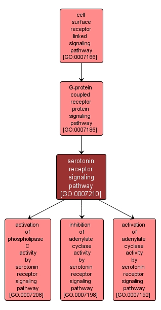 GO:0007210 - serotonin receptor signaling pathway (interactive image map)