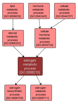 GO:0008210 - estrogen metabolic process (interactive image map)