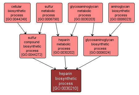 GO:0030210 - heparin biosynthetic process (interactive image map)