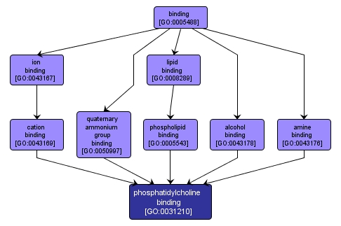 GO:0031210 - phosphatidylcholine binding (interactive image map)