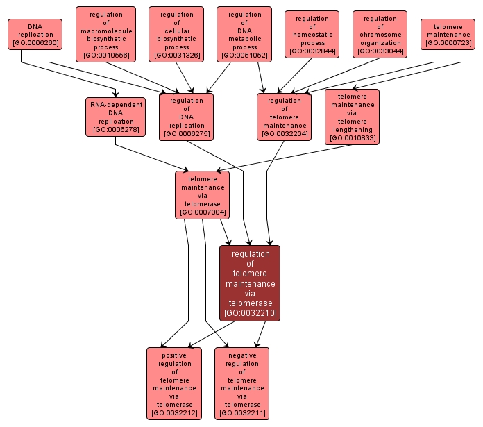 GO:0032210 - regulation of telomere maintenance via telomerase (interactive image map)
