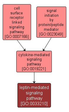 GO:0033210 - leptin-mediated signaling pathway (interactive image map)