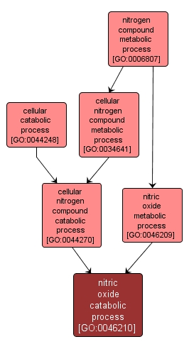 GO:0046210 - nitric oxide catabolic process (interactive image map)