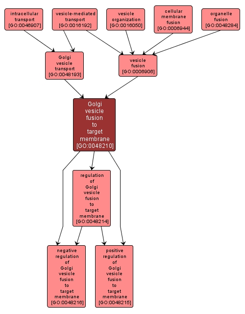 GO:0048210 - Golgi vesicle fusion to target membrane (interactive image map)