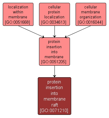 GO:0071210 - protein insertion into membrane raft (interactive image map)