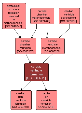 GO:0003211 - cardiac ventricle formation (interactive image map)