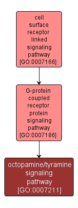 GO:0007211 - octopamine/tyramine signaling pathway (interactive image map)
