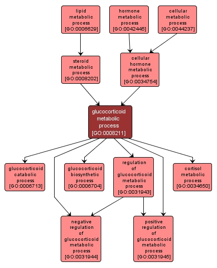 GO:0008211 - glucocorticoid metabolic process (interactive image map)