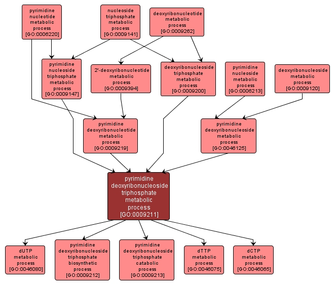 GO:0009211 - pyrimidine deoxyribonucleoside triphosphate metabolic process (interactive image map)