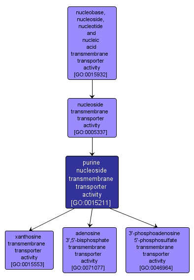 GO:0015211 - purine nucleoside transmembrane transporter activity (interactive image map)