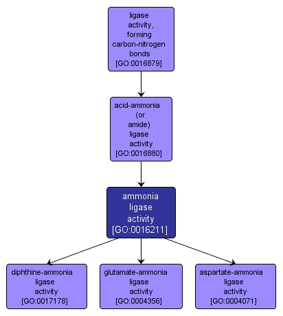GO:0016211 - ammonia ligase activity (interactive image map)