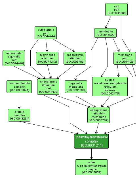 GO:0031211 - palmitoyltransferase complex (interactive image map)