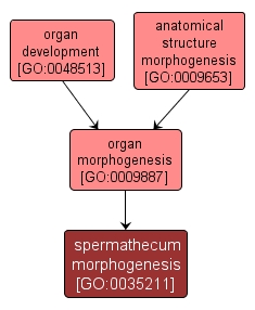 GO:0035211 - spermathecum morphogenesis (interactive image map)
