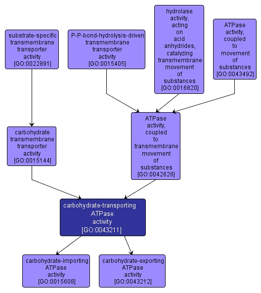 GO:0043211 - carbohydrate-transporting ATPase activity (interactive image map)