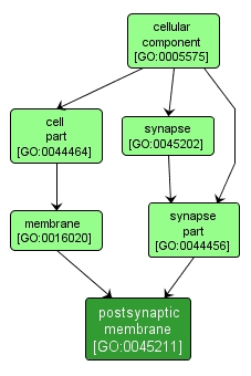 GO:0045211 - postsynaptic membrane (interactive image map)