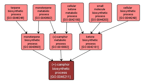 GO:0046211 - (+)-camphor biosynthetic process (interactive image map)