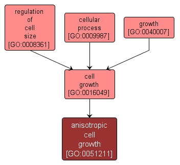 GO:0051211 - anisotropic cell growth (interactive image map)