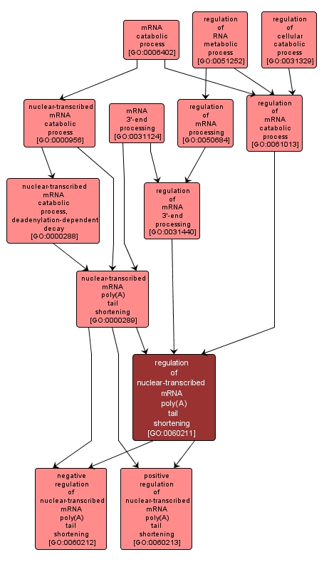 GO:0060211 - regulation of nuclear-transcribed mRNA poly(A) tail shortening (interactive image map)