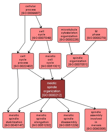 GO:0000212 - meiotic spindle organization (interactive image map)