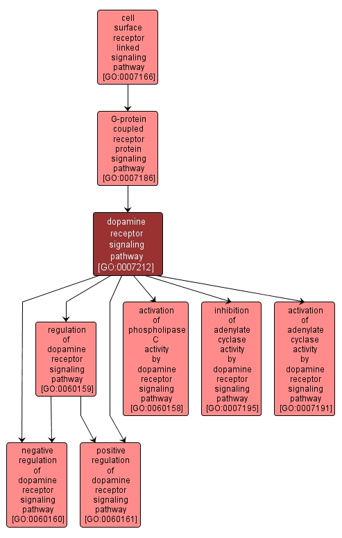 GO:0007212 - dopamine receptor signaling pathway (interactive image map)