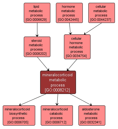 GO:0008212 - mineralocorticoid metabolic process (interactive image map)