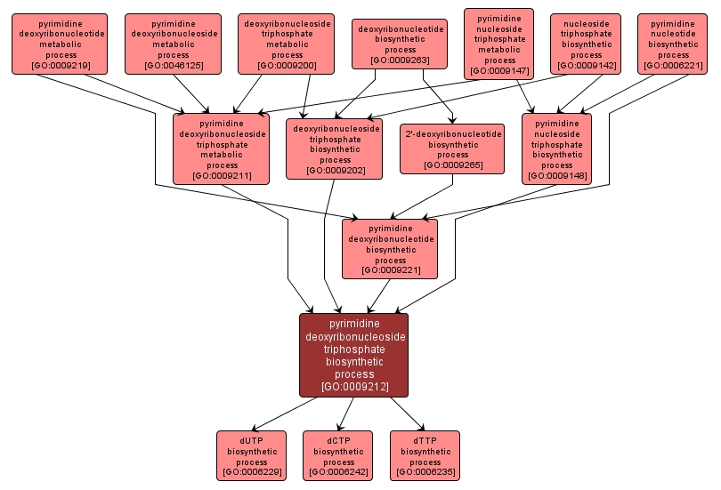 GO:0009212 - pyrimidine deoxyribonucleoside triphosphate biosynthetic process (interactive image map)