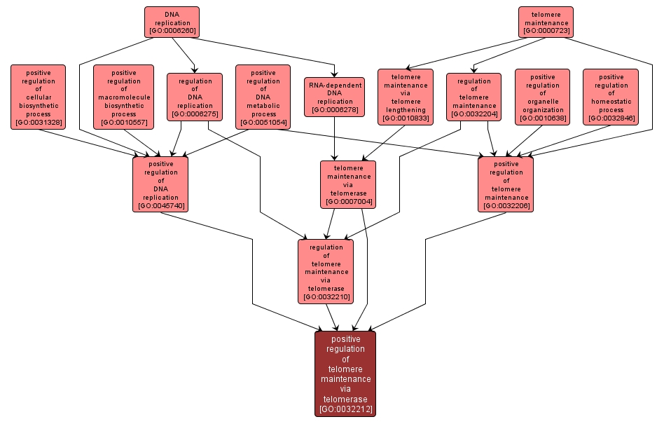 GO:0032212 - positive regulation of telomere maintenance via telomerase (interactive image map)