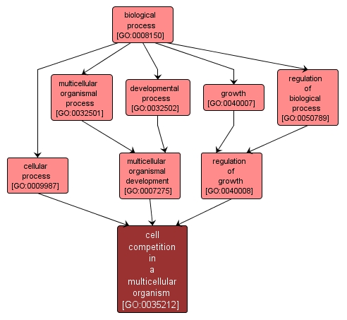 GO:0035212 - cell competition in a multicellular organism (interactive image map)