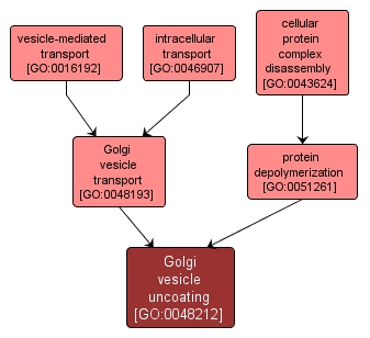 GO:0048212 - Golgi vesicle uncoating (interactive image map)