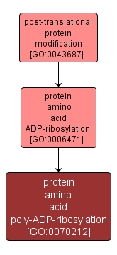 GO:0070212 - protein amino acid poly-ADP-ribosylation (interactive image map)