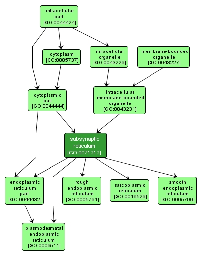 GO:0071212 - subsynaptic reticulum (interactive image map)