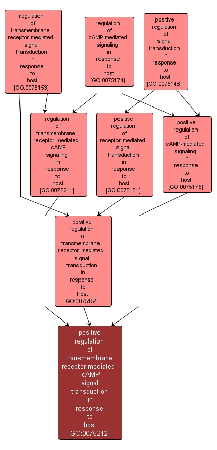 GO:0075212 - positive regulation of transmembrane receptor-mediated cAMP signal transduction in response to host (interactive image map)