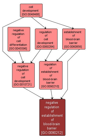 GO:0090212 - negative regulation of establishment of blood-brain barrier (interactive image map)