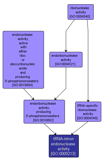 GO:0000213 - tRNA-intron endonuclease activity (interactive image map)