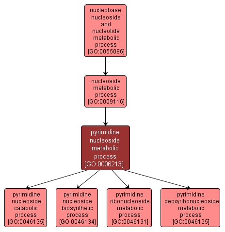 GO:0006213 - pyrimidine nucleoside metabolic process (interactive image map)