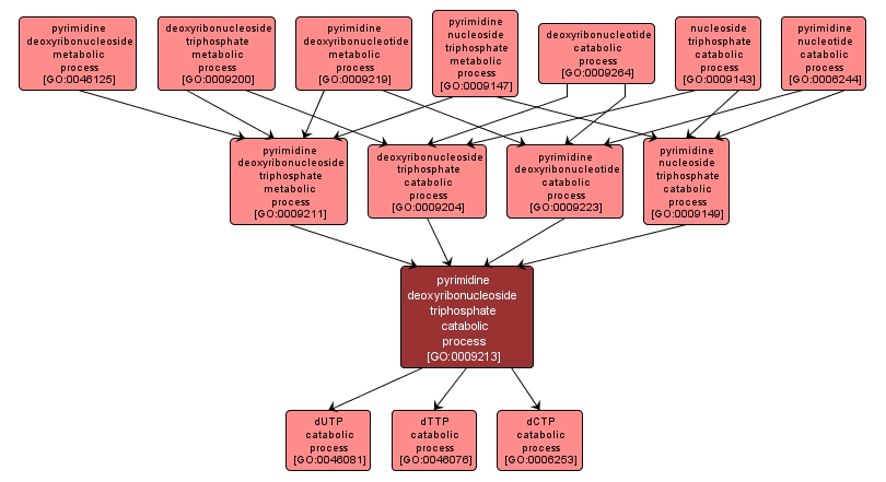 GO:0009213 - pyrimidine deoxyribonucleoside triphosphate catabolic process (interactive image map)