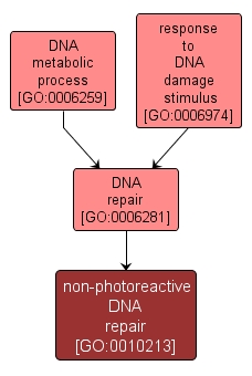 GO:0010213 - non-photoreactive DNA repair (interactive image map)