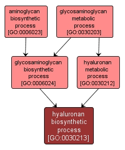 GO:0030213 - hyaluronan biosynthetic process (interactive image map)